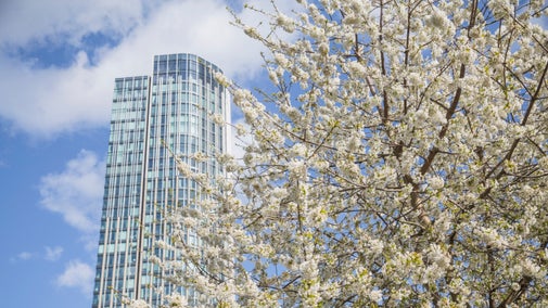 Blossom tree with skyscraper in the background, London